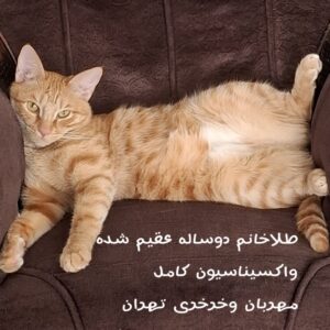 طلا خانم دوساله عقیم شده واکسیناسیون کامل