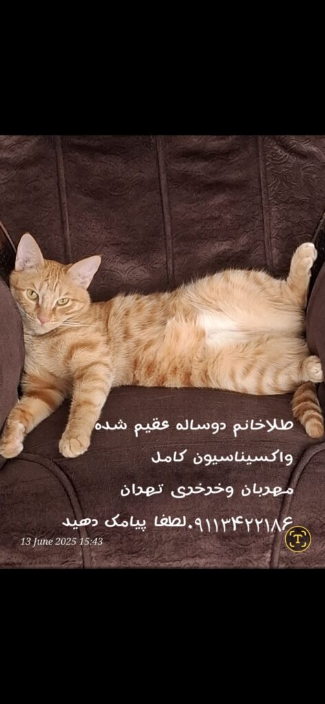 طلا خانم دوساله عقیم شده واکسیناسیون کامل