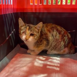 بچه گربه ماده