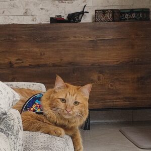 گربه dlh دو‌ساله