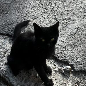 گربه مظلوم و خیلی خیلی مهربون