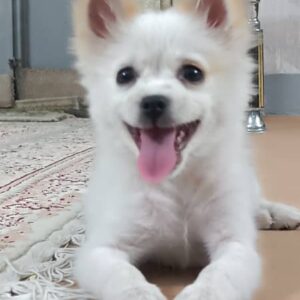 پامر روباهی شناسنامه دار