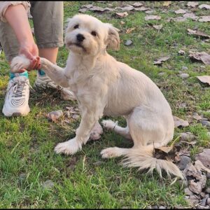 واگذاری سگ تریر ۲ ساله