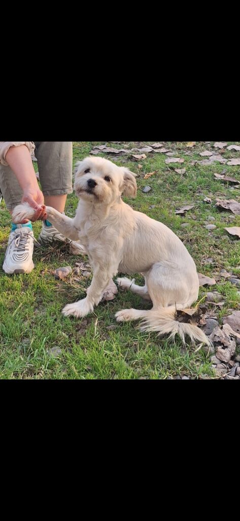 واگذاری سگ تریر ۲ ساله