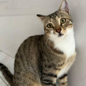 واگذاری عسل دختر زیبای ۱.۵ ساله