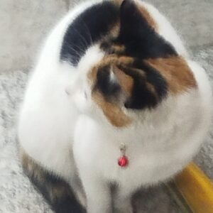 واگذاری گربه dsh