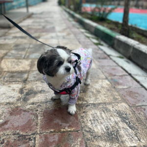 میخوایم هاپومون هر چند وقت یک بار مهمونتون باشه