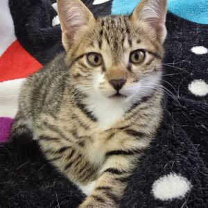 بچه گربه ۲ ماهه دلبر