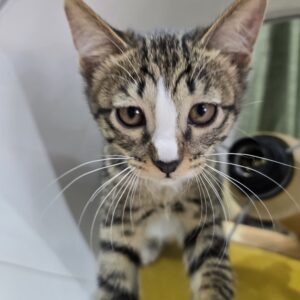 بچه گربه بازیگوش و سلامت