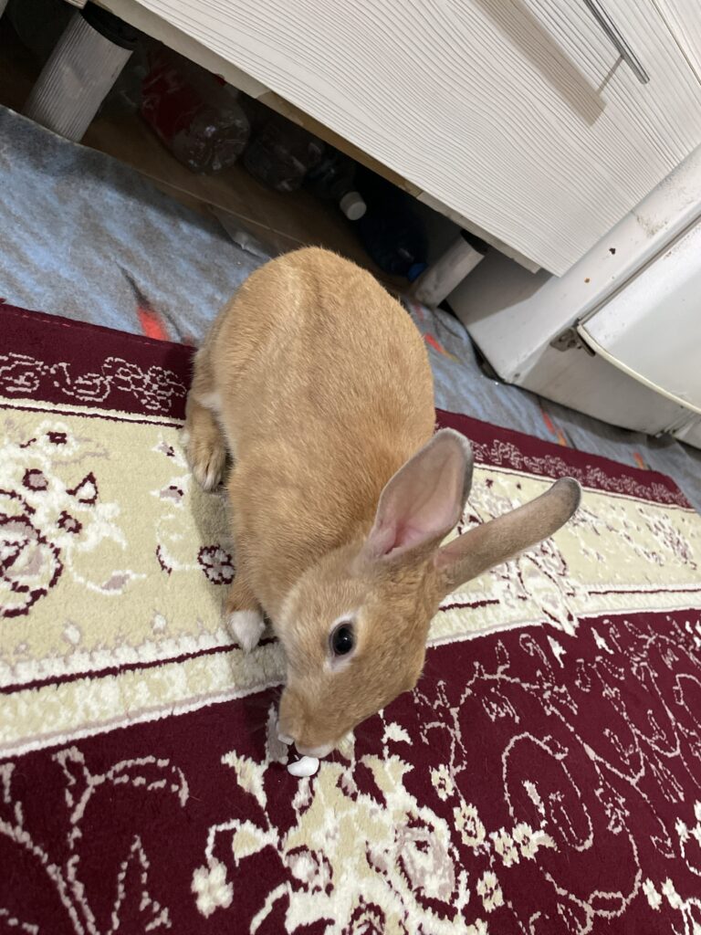 واگذاری خرگوش