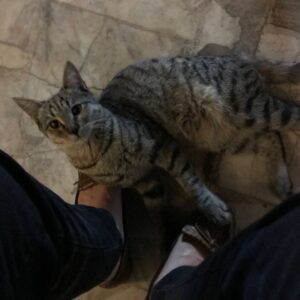 گربه دی اچ اس tabby گمشده