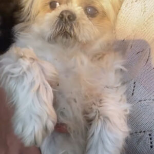 واگذاری شیتزو ۴ساله