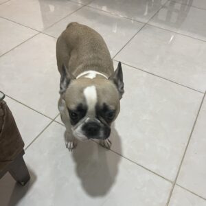 فرنچ بولداگ