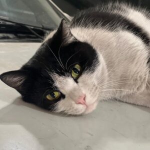 واگذاری گربه دی اس اچ (تاکسیدو)