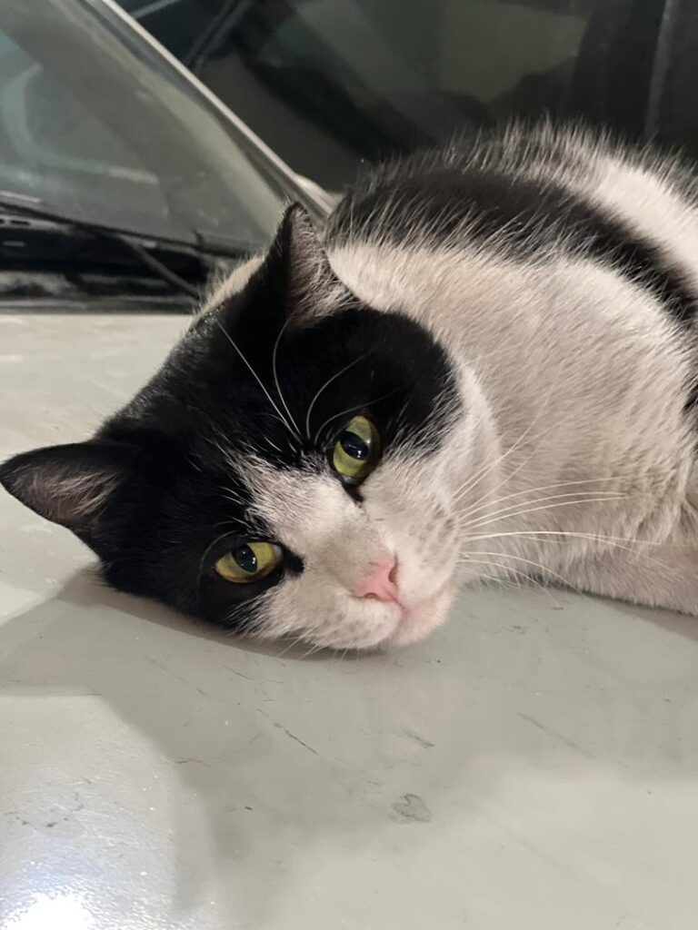 واگذاری گربه دی اس اچ (تاکسیدو)