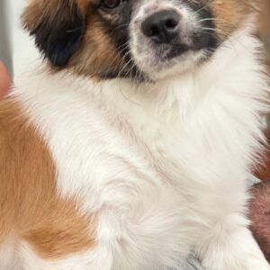 واگذاری سگ اشپیتز پامر