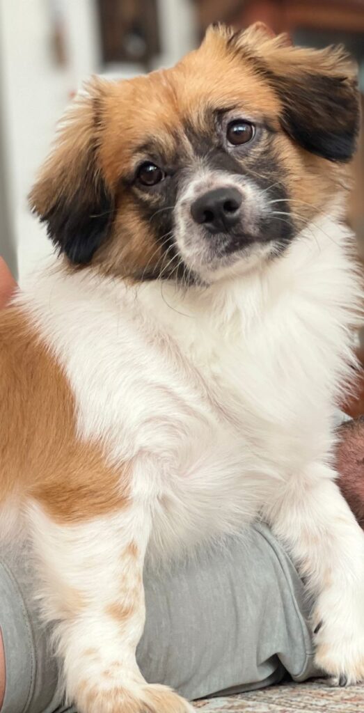 واگذاری سگ اشپیتز پامر