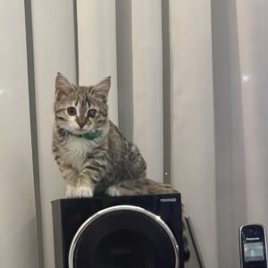 * واگذاری «اَفتوخانُم» – فرشته‌ی کوچولوی یک‌چشمی، دنبال آغوشی امن 🌸