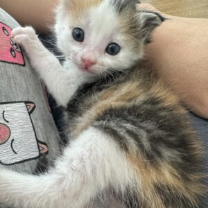 گربه کالیکو ۱/۵ ماه فقط اصفهان