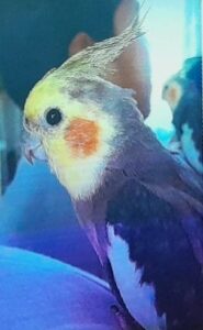 عروسهلندی گمشده ساوه نورعلیبیگ