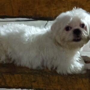 هاپو رایگان