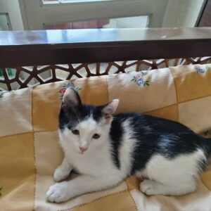 واگذاری گربه ملوس