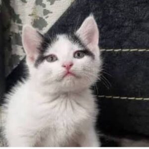 بچه گربه دو ماهه ماده