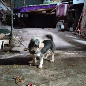 سگ شیتزو گمشده