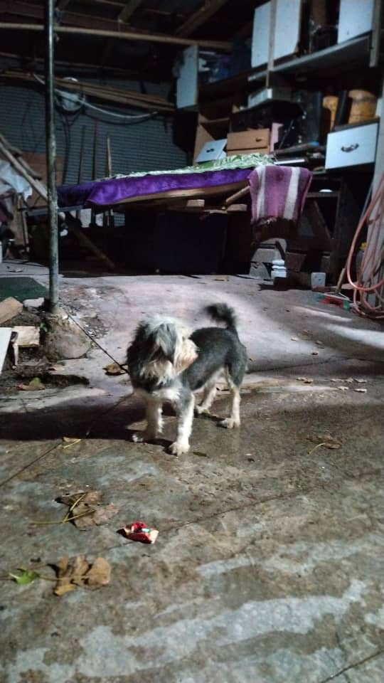 سگ شیتزو گمشده