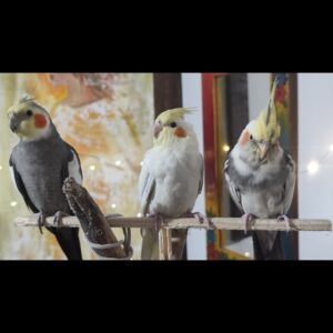 عروس ها هلندی زیبا و سالم