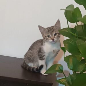 سه تا بچه گربه همراه مادر