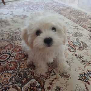 واگذاری سگ رایگان ۶ ماهه