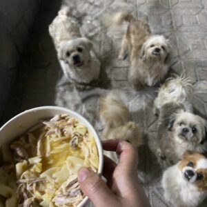 واگذاری سگهای امداد یافته