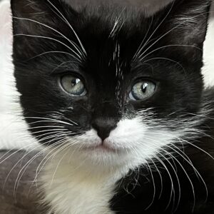 واگذاری ترب کوچولو دختر4ماهه