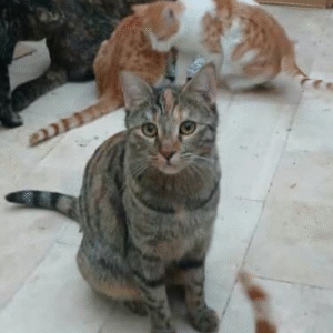 یه گربه ی خیلی مهربون و نیاز به محبت داره