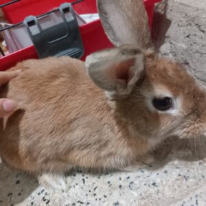 خرگوش (معاوضه با عروس هلندی)