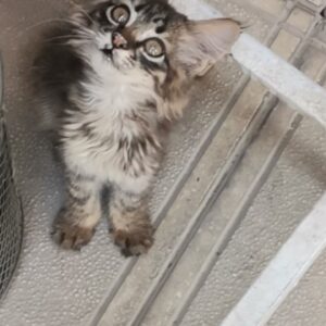 بچه گربه سیبرین خاص