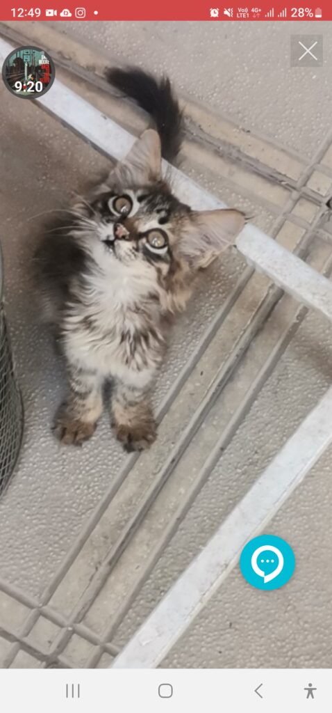 بچه گربه سیبرین خاص