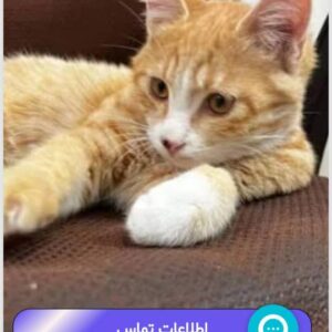 ارسی پسر دوماهه مهربون