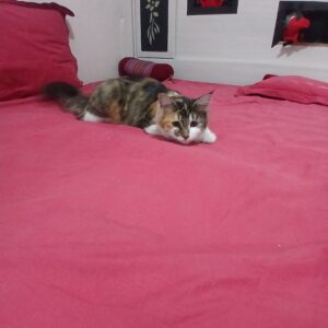 واگذاری گربه۷ماهه