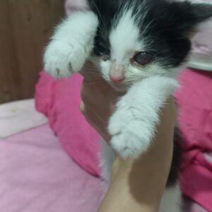 واگذاری بچه گربه حمایتی فوری