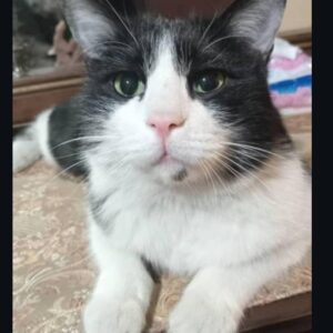 گربه سیاه وسفید  نر  پارک لاله گم شده