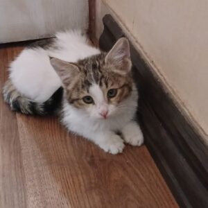 دنبال یه خانواده خوب وامن  متعهد وحیوون دوست