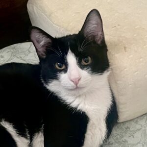 بچه گربه پسر ۵ماهه