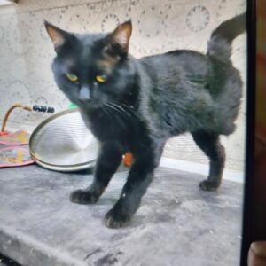 واگذاری گربه معلول از یک پا