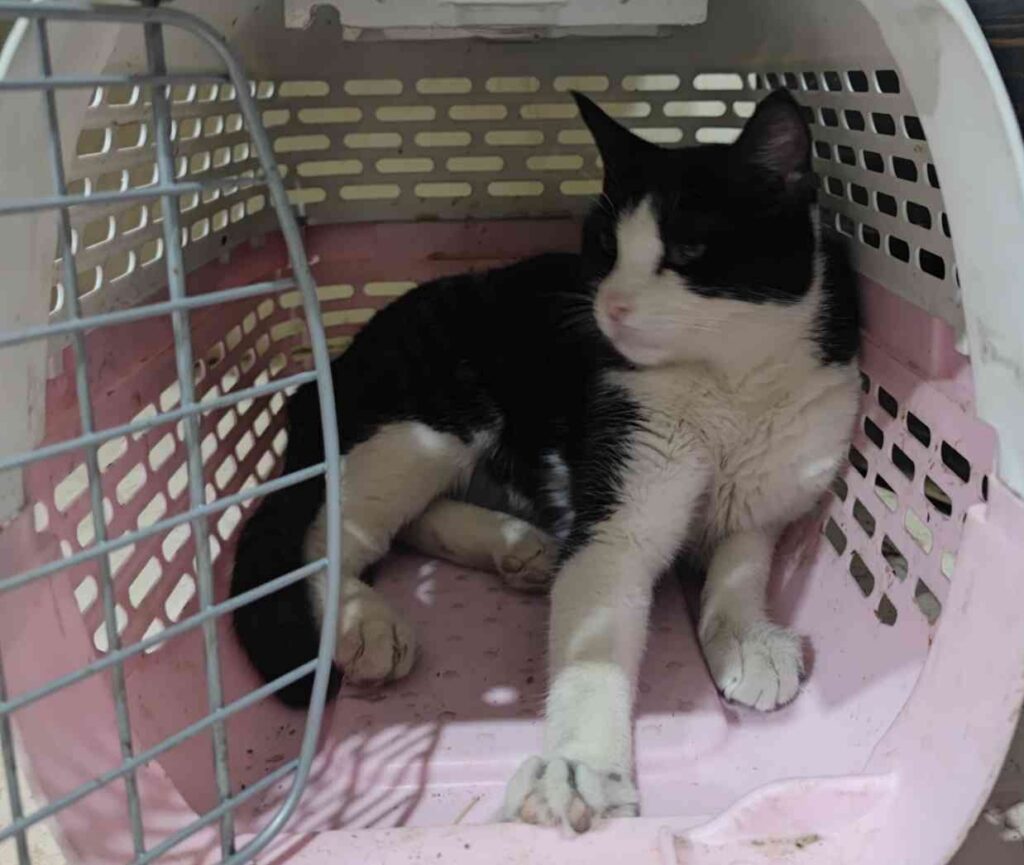 گربه تاکسیدو ماده