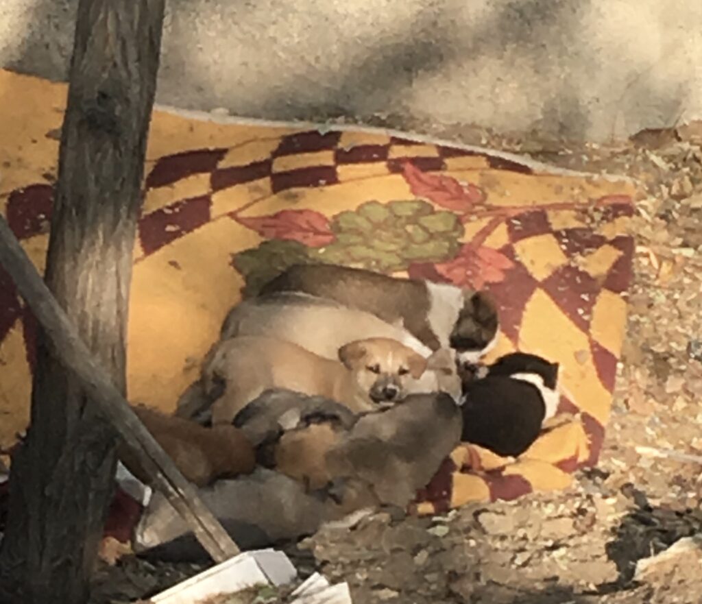 واگذاری توله سگ