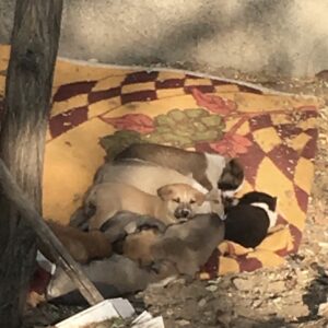 واگذاری توله سگ