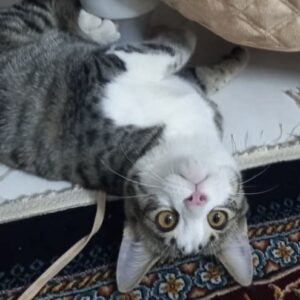 واگذاری گربه