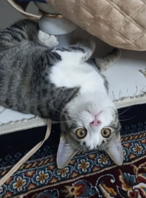 واگذاری گربه